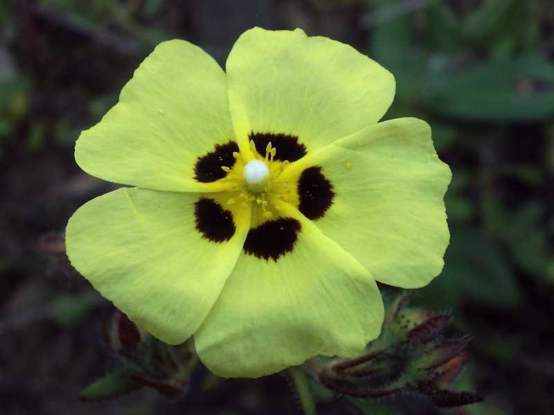 Tuberaria guttata